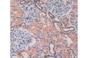 IHC-P analysis of kidney tissue, with DAB staining. (Caveolin-1 antibody  (AA 2-104))