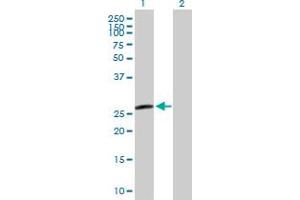 Western Blot analysis of H1FX expression in transfected 293T cell line by H1FX MaxPab polyclonal antibody. (H1FX antibody  (AA 1-213))