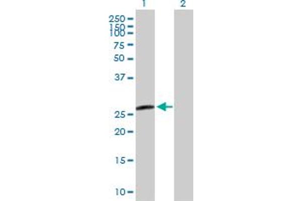 H1FX antibody  (AA 1-213)