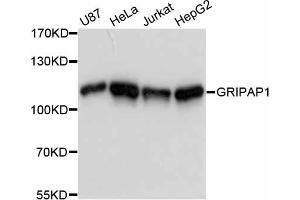 Western blot analysis of extracts of various cell lines, using GRIPAP1 antibody (ABIN6290427) at 1:3000 dilution. (GRIPAP1 antibody)