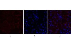 Immunofluorescence analysis of mouse kidney tissue. (MMP2 antibody  (AA 580-660))