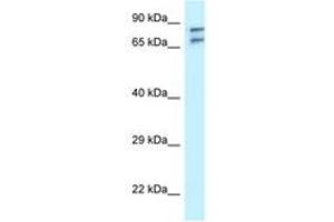 Image no. 1 for anti-TNFAIP3 Interacting Protein 1 (TNIP1) (AA 99-148) antibody (ABIN6747632) (TNIP1 antibody  (AA 99-148))
