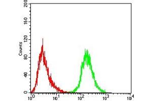 Flow cytometric analysis of THP-1 cells using CD5 mouse mAb (green) and negative control (red). (CD5 antibody  (AA 403-495))