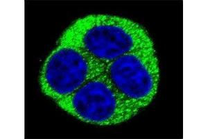 Confocal immunofluorescent analysis of NQO1 antibody with HeLa cells followed by Alexa Fluor 488-conjugated goat anti-rabbit lgG (green). (NQO1 antibody  (AA 118-144))