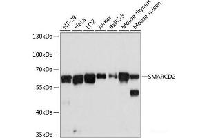 Western blot analysis of extracts of various cell lines using SMARCD2 Polyclonal Antibody at dilution of 1:3000. (SMARCD2 antibody)