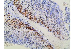 Immunohistochemistry (IHC) image for anti-Ephrin B2 (EFNB2) (C-Term) antibody (ABIN6261455)