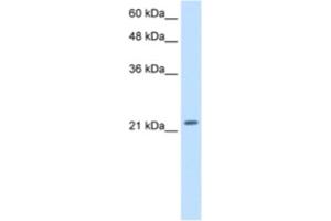 Western Blotting (WB) image for anti-Polyamine Modulated Factor 1 (PMF1) antibody (ABIN2460243) (PMF1 antibody)