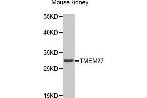 Western blot analysis of extracts of Mouse kidney cell line, using TMEM27 antibody. (TMEM27 antibody)