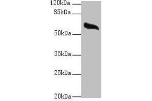 Western blot All lanes: GPC4 antibody at 8 μg/mL + Mouse brain tissue Secondary Goat polyclonal to rabbit IgG at 1/10000 dilution Predicted band size: 63, 55 kDa Observed band size: 63 kDa (GPC4 antibody  (AA 19-210))