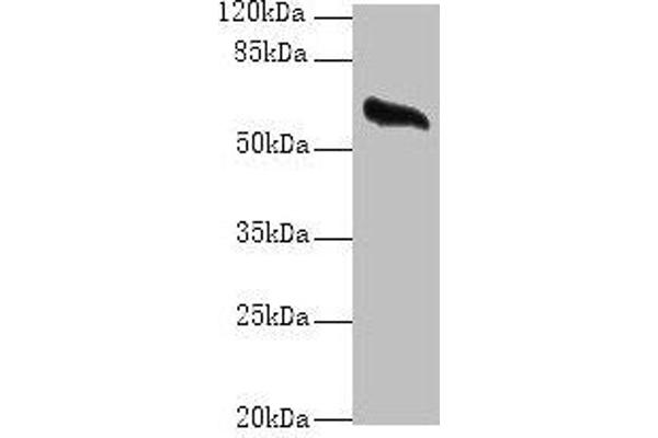 GPC4 anticorps  (AA 19-210)