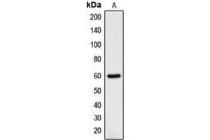 Western blot analysis of DCLRE1B expression in HOS (A) whole cell lysates.