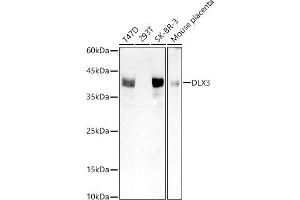 Western blot analysis of extracts of various cell lines, using DLX3 antibody (ABIN7266800) at 1:1000 dilution. (DLX3 antibody)