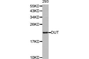 Western blot analysis of extracts of 293T cells, using DUT antibody (ABIN6292370). (Deoxyuridine Triphosphatase (DUT) antibody)