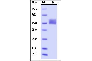 SDS-PAGE (SDS) image for Mesothelin (MSLN) (AA 296-580) (Active) protein (His tag,AVI tag,Biotin) (ABIN5674604)