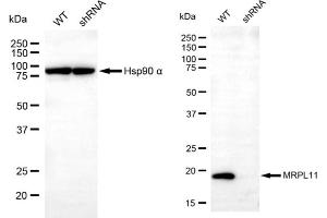 Western blotting analysis using MRPL11 antibody (ABIN7799430).
