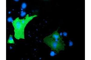 Immunofluorescence (IF) image for anti-Growth Arrest-Specific 7 (GAS7) antibody (ABIN1498381) (GAS7 antibody)