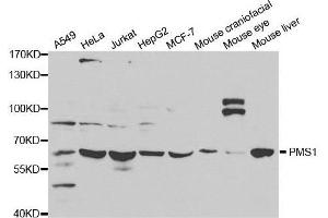 Western blot analysis of extracts of various cell lines, using PMS1 antibody. (PMS1 antibody  (AA 405-619))