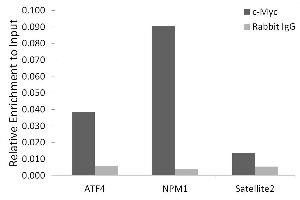 Chromatin immunoprecipitation analysis of extracts of K-562 cells, using c-Myc antibody (ABIN7268711) and rabbit IgG. (c-MYC antibody)
