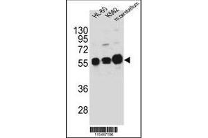 Western blot analysis in HL-60,K562 cell line and mouse cerebellum tissue lysates (35ug/lane). (CAMK1G antibody  (AA 211-241))
