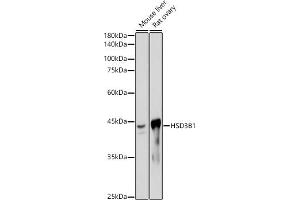 Western blot analysis of extracts of various cell lines, using HSD3B1 antibody (ABIN7267801) at 1:1000 dilution. (HSD3B1 antibody)