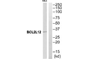 Western blot analysis of extracts from CoLo cells, using BCL2L12 antibody. (BCL2L12 antibody  (Internal Region))