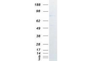 Validation with Western Blot (C9orf3 Protein (Myc-DYKDDDDK Tag))