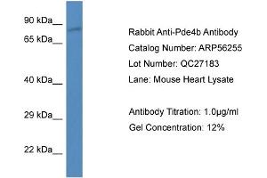 Western Blotting (WB) image for anti-phosphodiesterase 4B, cAMP-Specific (PDE4B) (N-Term) antibody (ABIN785795) (PDE4B antibody  (N-Term))