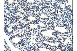 Image no. 1 for anti-Nuclear Respiratory Factor 1 (NRF1) (AA 429-478) antibody (ABIN203328) (NRF1 antibody  (AA 429-478))