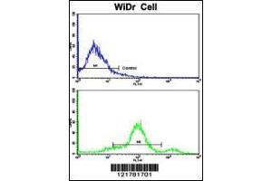 Flow cytometric analysis of widr cells using CCHCR1 Antibody (bottom histogram) compared to a negative control cell (top histogram).
