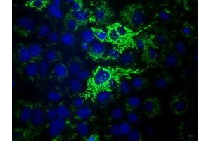 Anti-HIBCH mouse monoclonal antibody (ABIN2453128) immunofluorescent staining of COS7 cells transiently transfected by pCMV6-ENTRY HIBCH (RC209814). (HIBCH antibody)