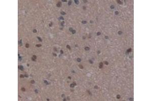 Figure. (REPIN1 antibody  (AA 57-314))