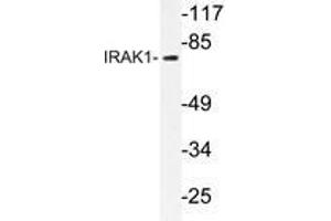 Western blot analysis of IRAK1 antibody in extracts from NIH/3T3 cells.