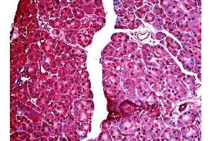 Human Pancreas: Formalin-Fixed, Paraffin-Embedded (FFPE) (PARK7/DJ1 antibody  (AA 167-189))