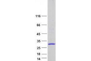 Validation with Western Blot