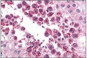 Immunohistochemistry of SLAIN2 in human testis with SLAIN2 Antibody  at 5 μg/ml. (SLAIN2 antibody  (N-Term))