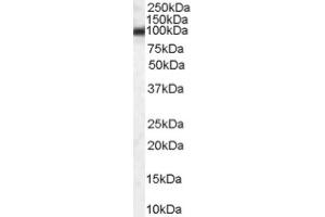 Image no. 1 for anti-Heat Shock Protein 90kDa beta (Grp94), Member 1 (HSP90B1) (Internal Region) antibody (ABIN374699) (GRP94 antibody  (Internal Region))