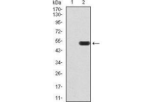 Western blot analysis using ATF3 mAb against HEK293 (1) and ATF3 (AA: 1-181)-hIgGFc transfected HEK293 (2) cell lysate.