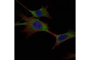 Immunofluorescence analysis of NIH/3T3 cells using HK1 mouse mAb (green). (Hexokinase 1 antibody)