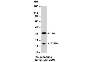 Western blot testing of staurosporine-treated Jurkat cells (2 hr, 2 uM) with Caspase-3 antibody at 2ug/ml. (Caspase 3 antibody)