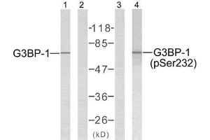 Western blot analysis of extracts from 293 cells using G3BP-1 (Ab-232) antibody (E021102, Lane 1 and 2) and G3BP-1 (phospho-Ser232) antibody (E011082, Lane 3 and 4). (G3BP1 antibody  (pSer232))