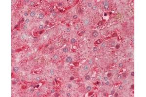 Human Liver: Formalin-Fixed, Paraffin-Embedded (FFPE). (SEMA3A antibody  (AA 31-141) (Biotin))