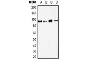 Western blot analysis of PCAF expression in A431 (A), HeLa (B), HT29 (C), A549 (D) whole cell lysates. (KAT2B antibody  (C-Term))