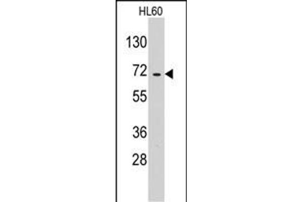 EARS2 antibody  (C-Term)