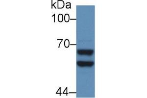 Western Blot; Sample: Mouse Liver lysate; Primary Ab: 5µg/ml Rabbit Anti-Rat a2PI Antibody Second Ab: 0. (alpha 2 Antiplasmin antibody  (AA 348-491))