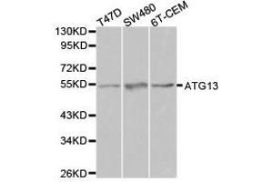Western Blotting (WB) image for anti-Autophagy Related 13 (ATG13) antibody (ABIN1871135) (ATG13 antibody)