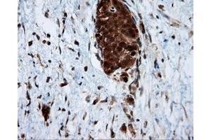 Immunohistochemical staining of paraffin-embedded Kidney tissue using anti-SRR mouse monoclonal antibody. (SRR antibody)