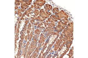 Immunohistochemistry of paraffin-embedded mouse stomach using BCL2L14/BCL2L14/BCLG Rabbit mAb (ABIN7265865) at dilution of 1:100 (40x lens). (BCL2L14 antibody)