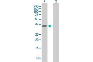 Western Blot analysis of EMILIN1 expression in transfected 293T cell line by EMILIN1 MaxPab polyclonal antibody.