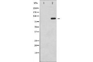 Western blot analysis of STAT6 phosphorylation expression in IL-4 treated HeLa whole cell lysates,The lane on the left is treated with the antigen-specific peptide.