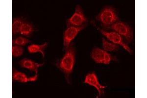 ABIN6272372 staining HeLa by IF/ICC. (OR4N4 antibody)